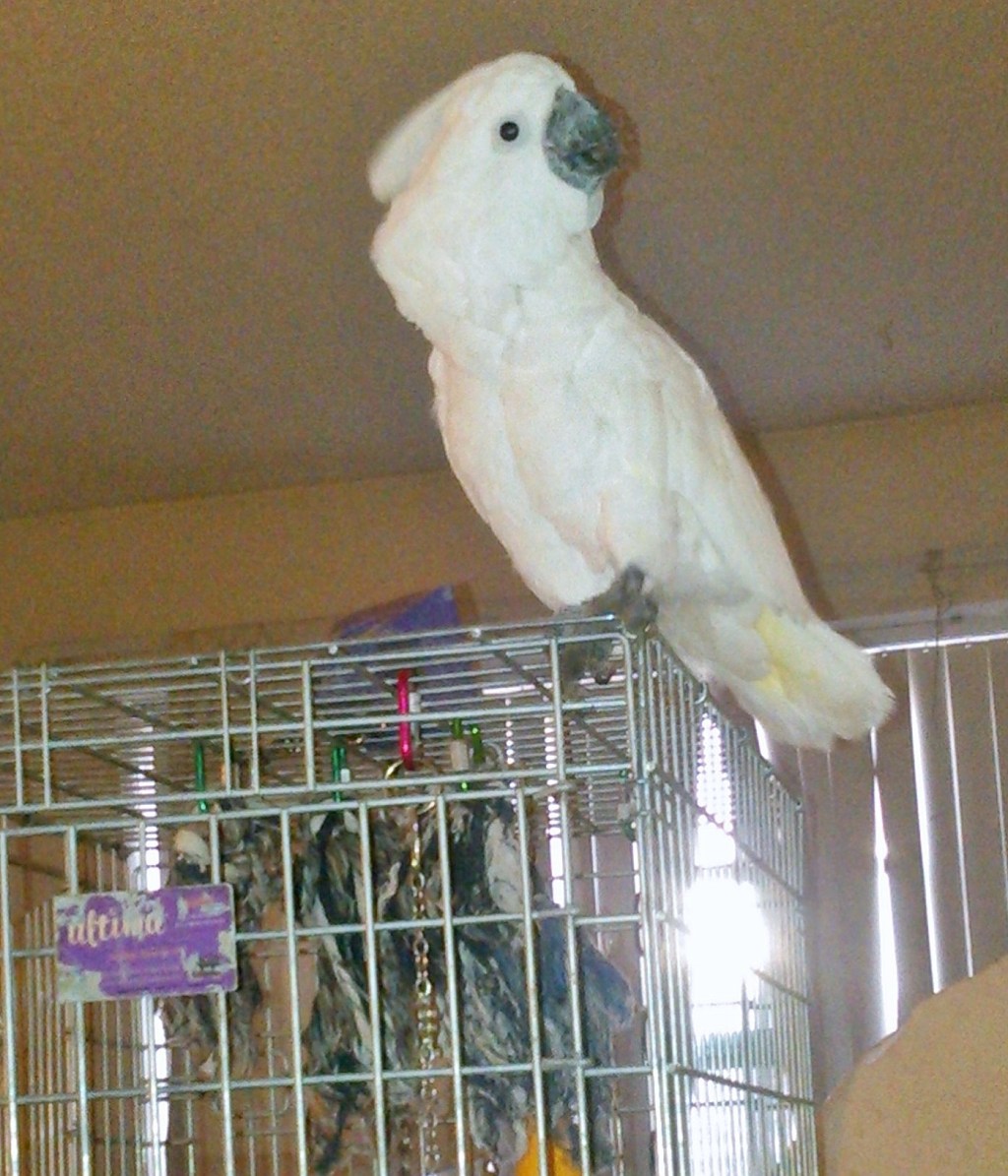 Joey, My Birdboy Wild Child&nbsp;Companion