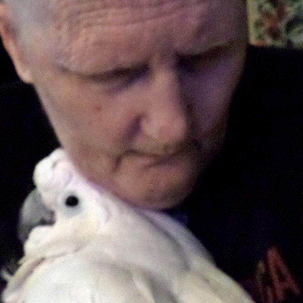 Progress With My Wild-Caught&nbsp;Cockatoo